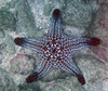 Pretty red spotted Star Fish off the West Coast of Costa Rica