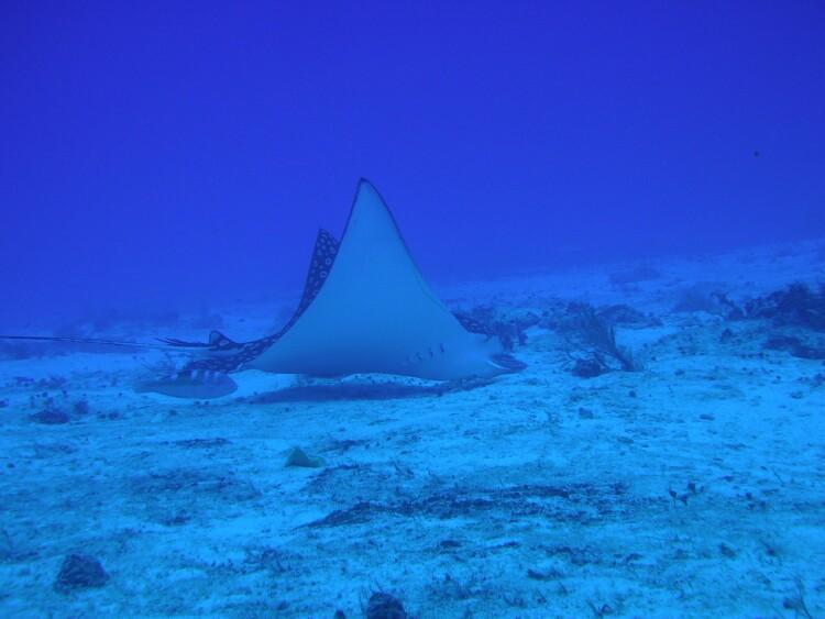 Spotted Eagle Ray in Cozumel