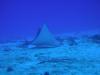 Spotted Eagle Ray in Cozumel