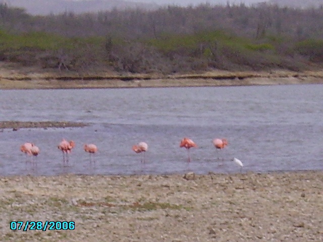 Flamingos Bonaire, NA
