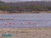 Flamingos Bonaire, NA