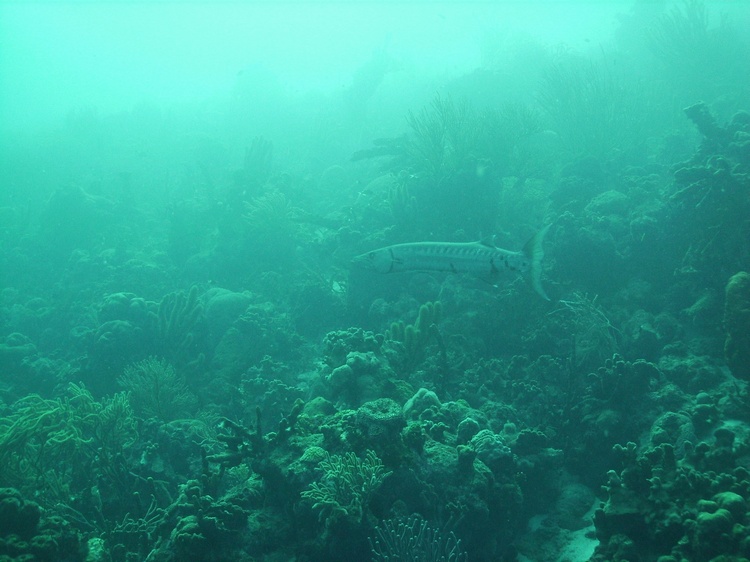 Barracuda Bonaire 