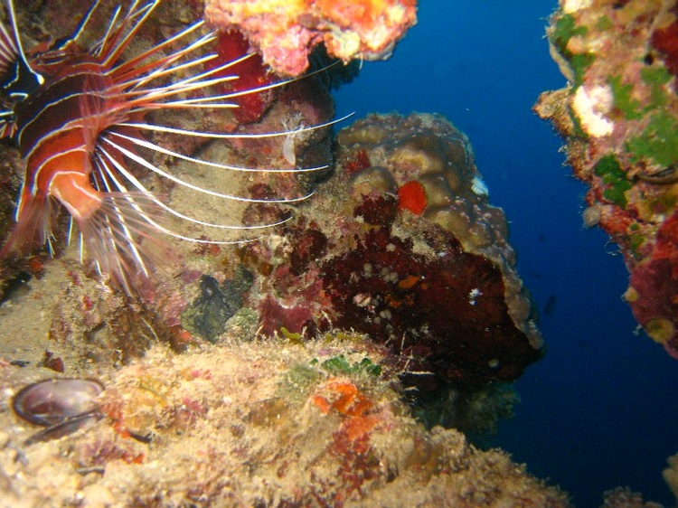 Lion Fish