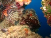 Lion Fish