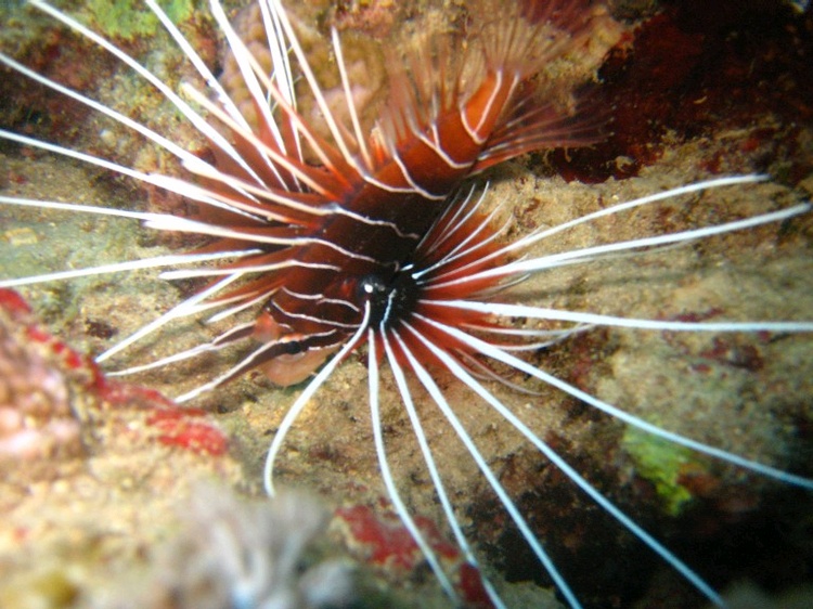 Lion Fish again