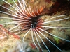 Lion Fish again