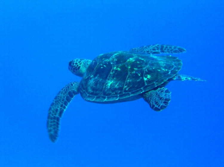 The first Turtle I`ve seen while diving