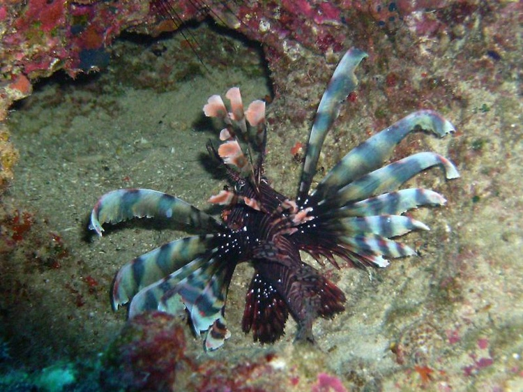 Slightly unusual coloring on this Lion Fish