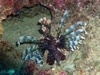 Slightly unusual coloring on this Lion Fish