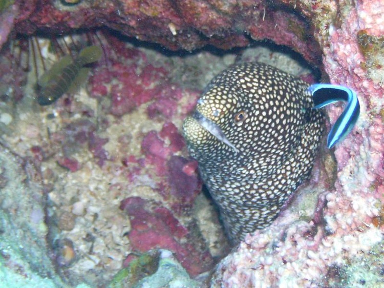 Eel and cleaner fish