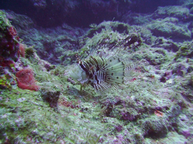 Another Lion Fish