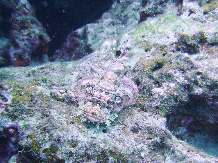 Scorpion Fish