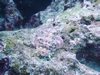 Scorpion Fish