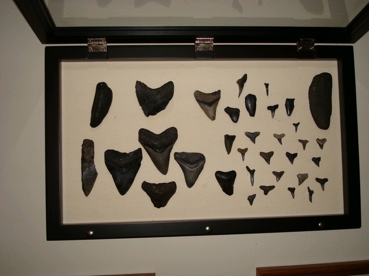 Megalodon Teeth (and various others) from Venice, Florida