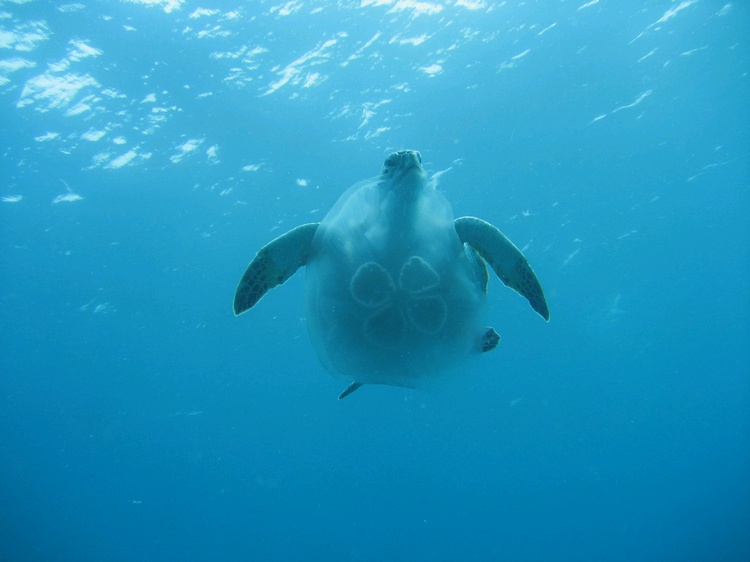 turtle vs jelly fish