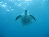 turtle vs jelly fish