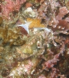 Nudibranch in whaler`s cove