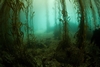 enchanted kelp