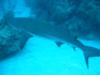 Freeport sharks from enexso - Mopar