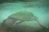 Hawaii_Turtle_2