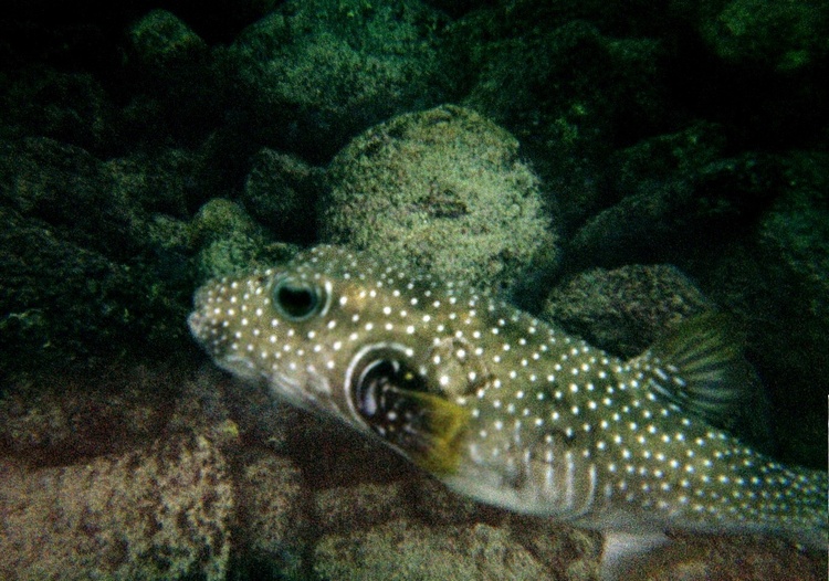 Hawaii Puffer