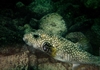 Hawaii Puffer