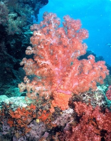 Soft coral