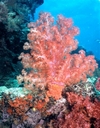 Soft coral