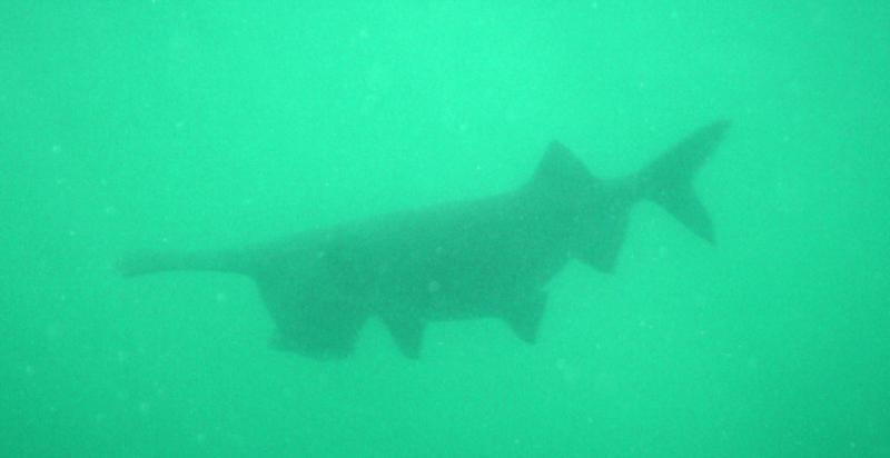 Haigh quarry Paddlefish