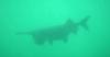 Haigh quarry Paddlefish