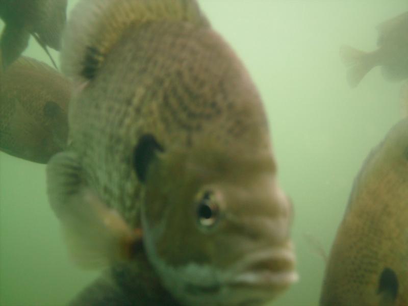 More Haigh Quarry gills