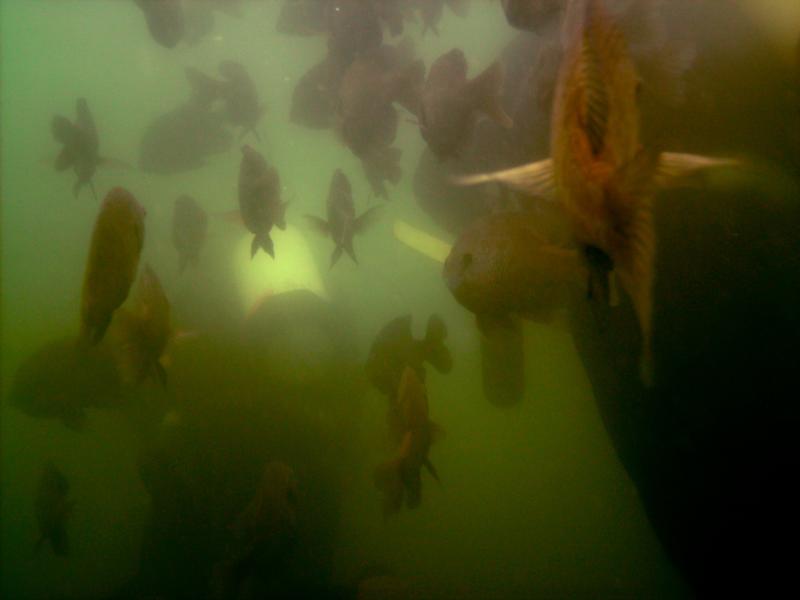 Swarming Gills at Haigh Quarry