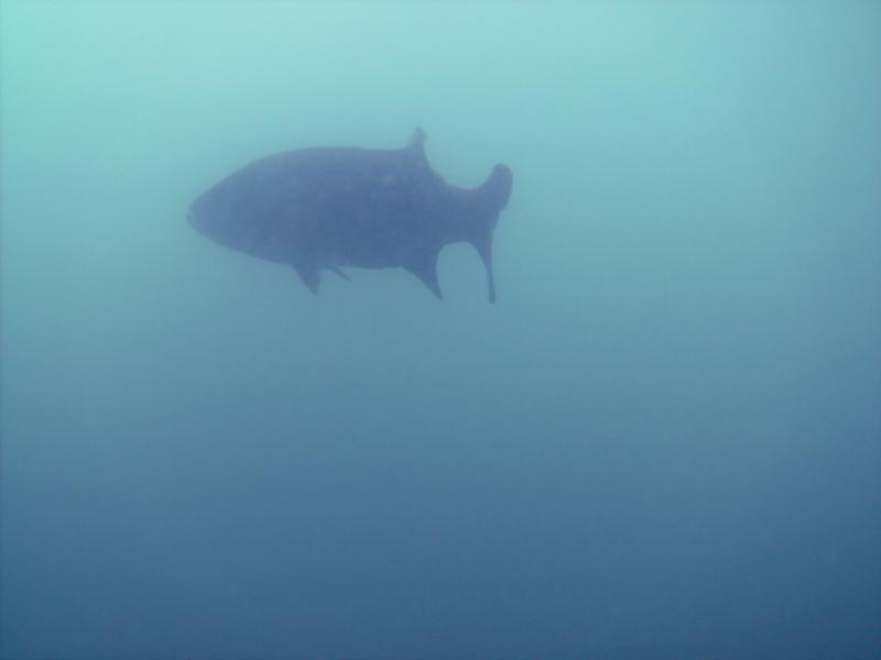 Lake Michigan Smallmouth Bass