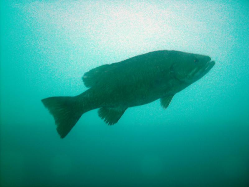 big smallmouth on lake michigan