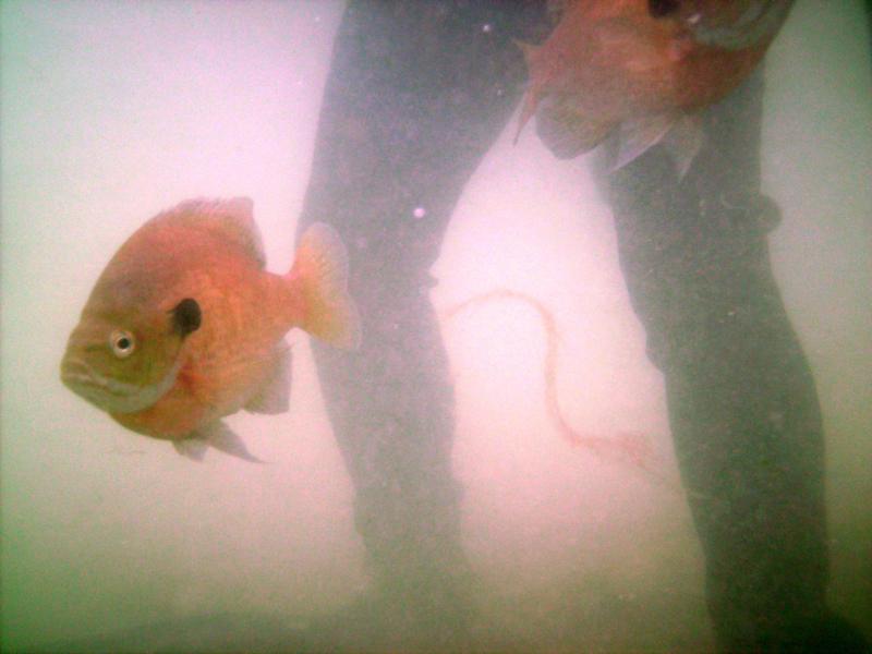 Gills at feet  Haigh quarry