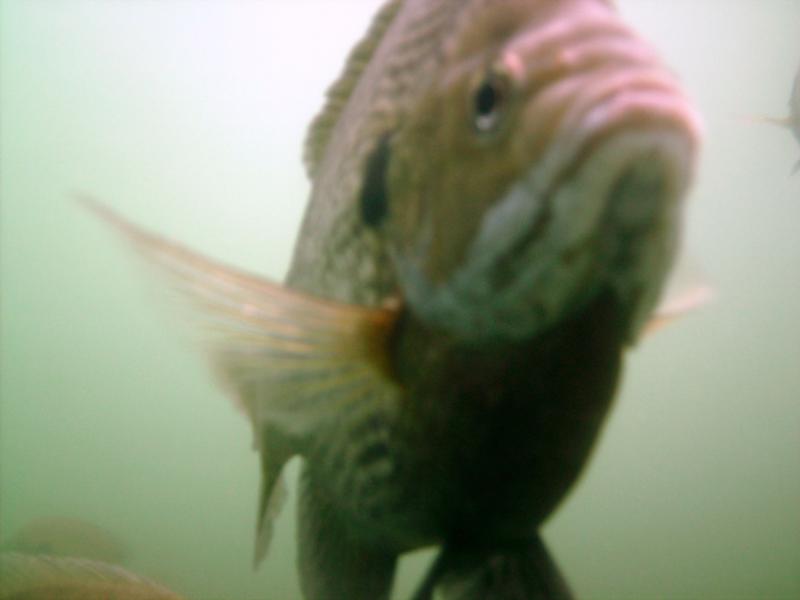 Gill at  Haigh quarry