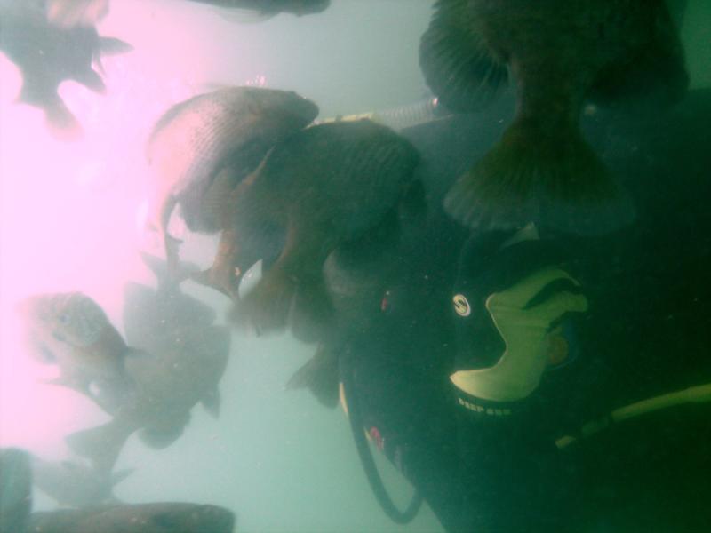 Gills at Haigh quarry