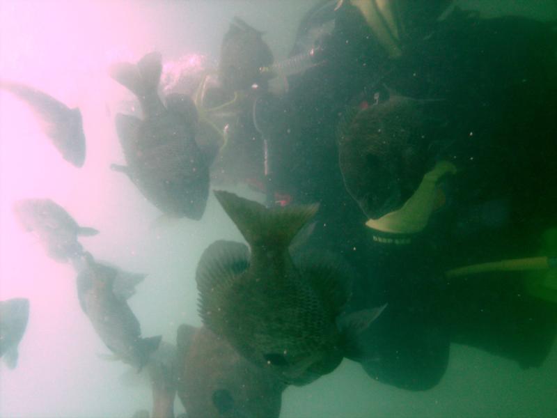 Gills at Haigh quarry 1