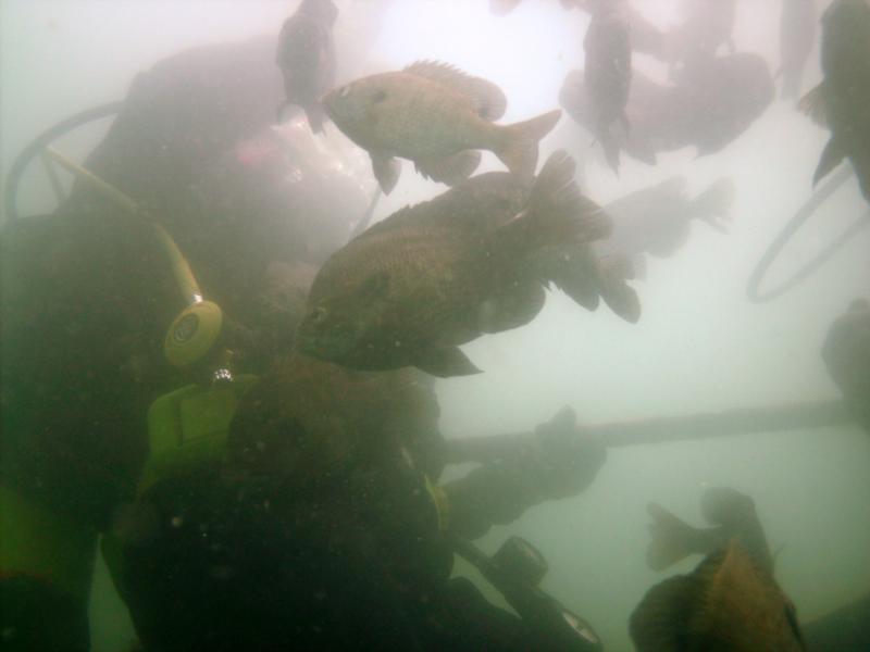 attack of the bluegills