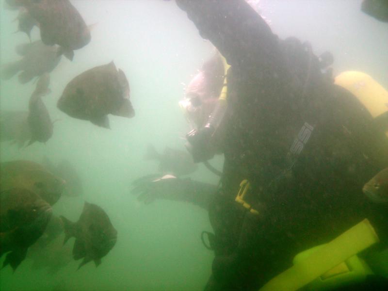 mike playing with the gills