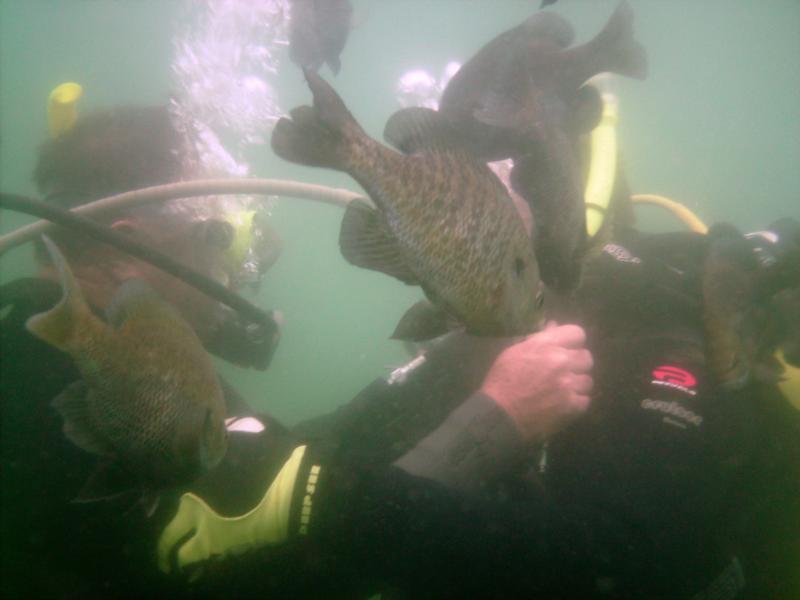 ray and mike doing a cert dive