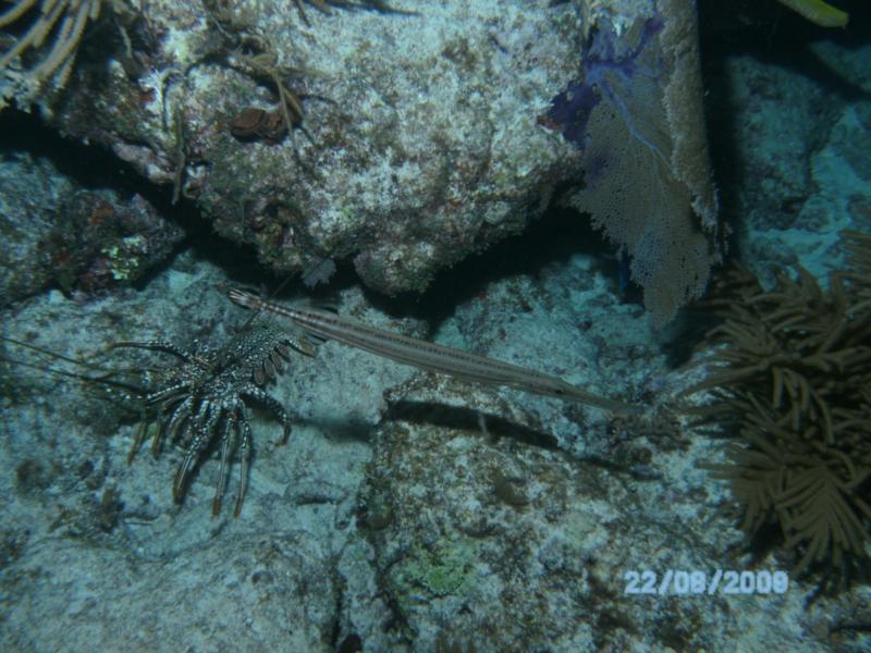 Dive Master Class at Ocean Divers August 2009