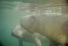 manatees plural