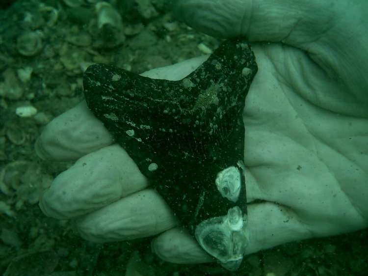 Venice Beach Fla shark tooth dive