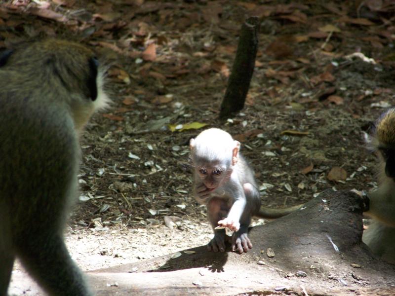 baby in Barbados