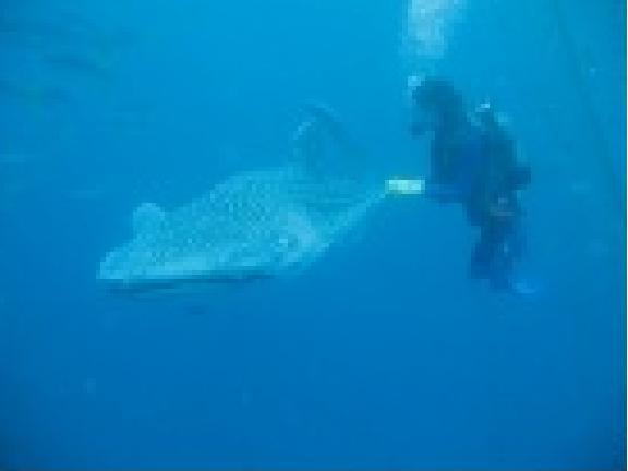 Whale Shark Dive