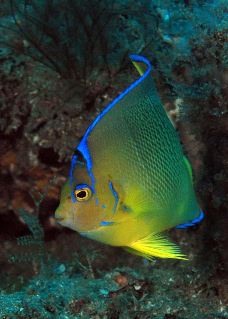 fish1