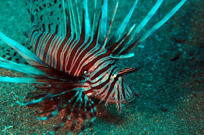 fish1
