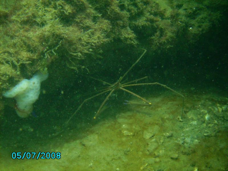 Spider Crab