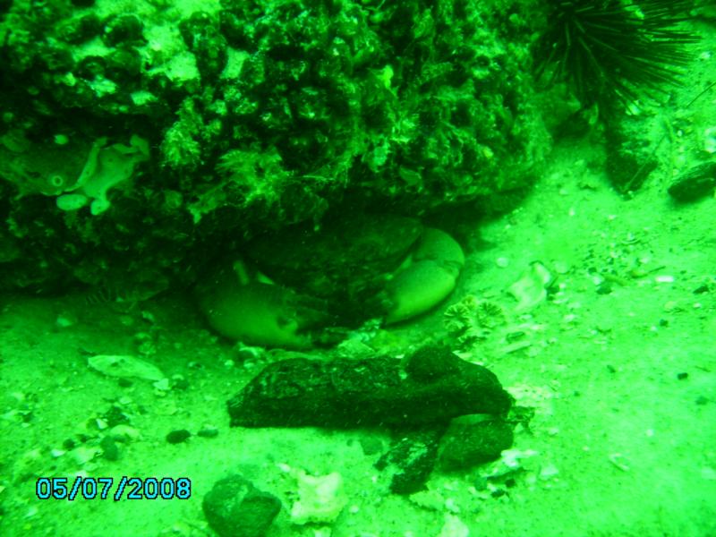 Red Crab